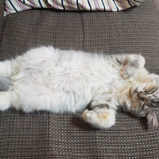 ヘソ天するサイベリアン