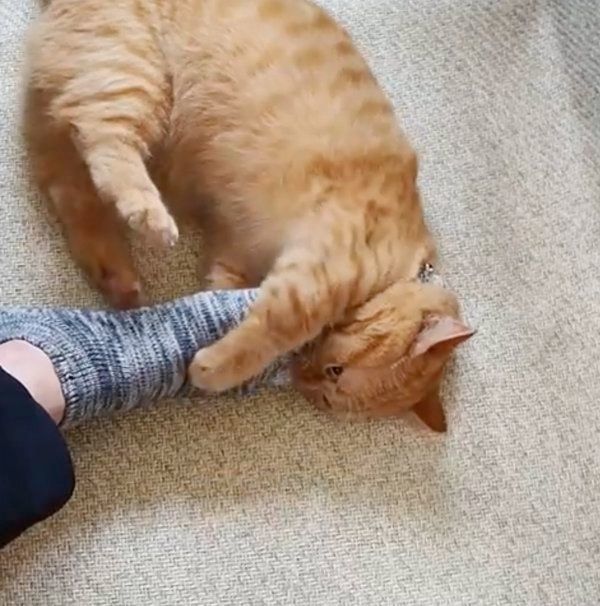 足に絡みつくマンチカン