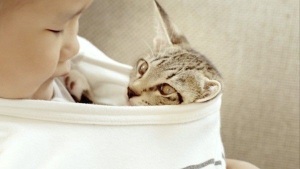 ねこのきもちCM