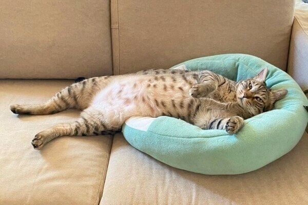 くつろぐ姿が人間味であふれているこんぶくん