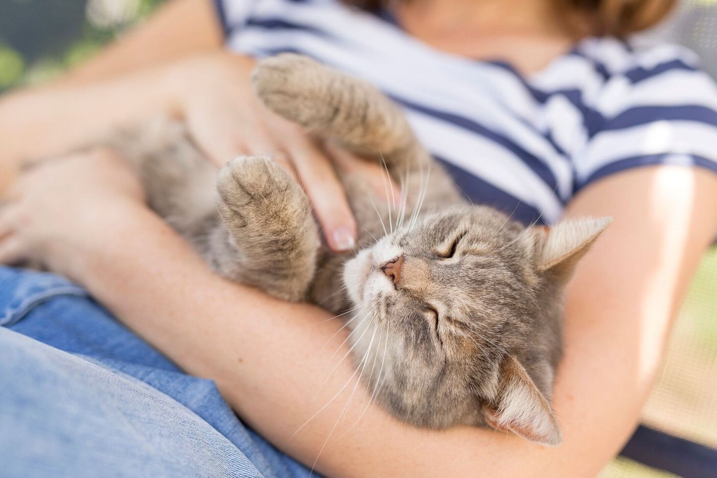 獣医師監修 猫のフケは病気が原因 対策やケアグッズもご紹介 ねこのきもちweb Magazine 獣医師監修 猫のフケは病気が原因 対策やケアグッズもご紹介 ねこのきもちweb Magazine