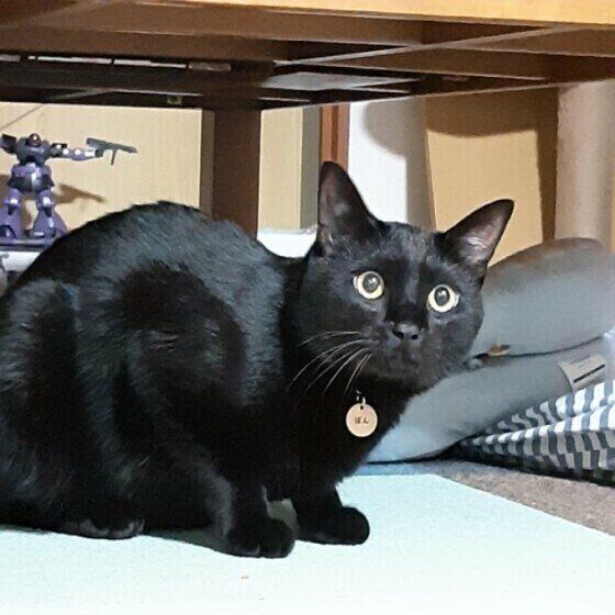 Mix（黒）のぽんくん♪