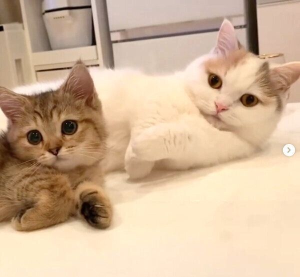 仲良しなしらすちゃん、にぼしちゃん