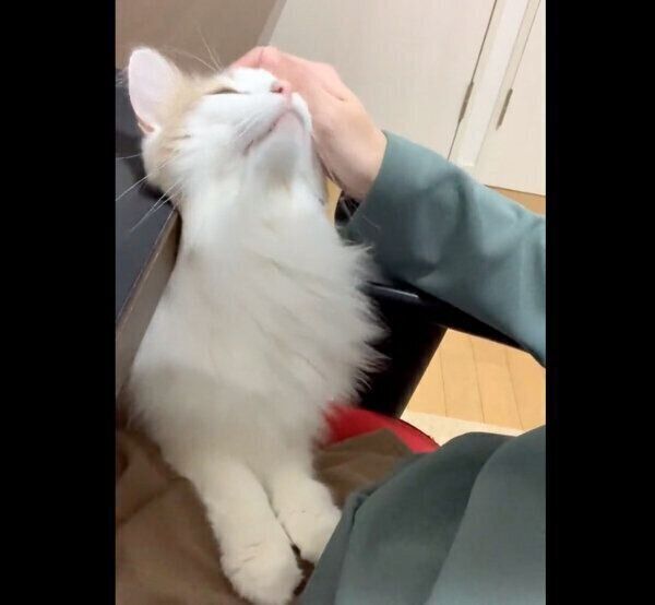 ナデナデしてもらうエドくん