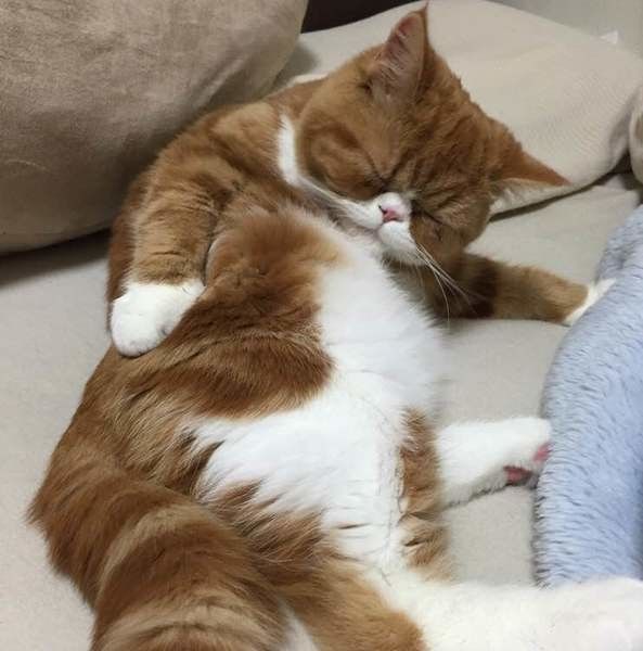 毛づくろい中に寝てしまったエキゾチックショートヘア