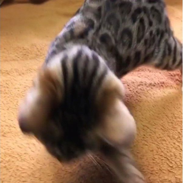 空振りニャンコ