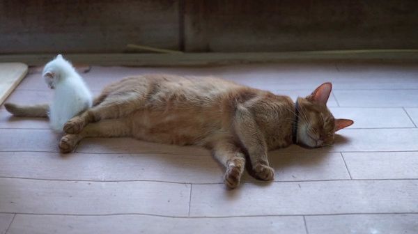 先輩猫に寄り添う子猫