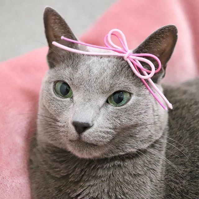 リボンを乗せたロシアンブルーの麦ちゃん