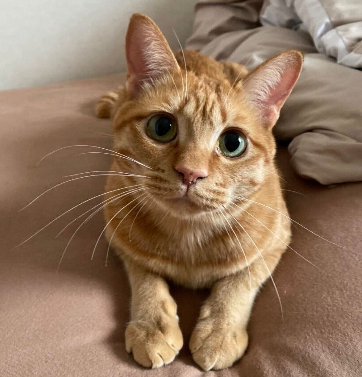 瞳がきれいなつくしくん