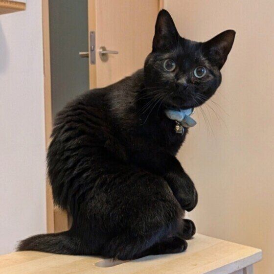 びっくりした表情の黒猫