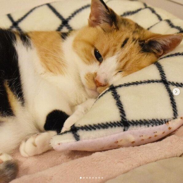 枕で寝ているみかんちゃん