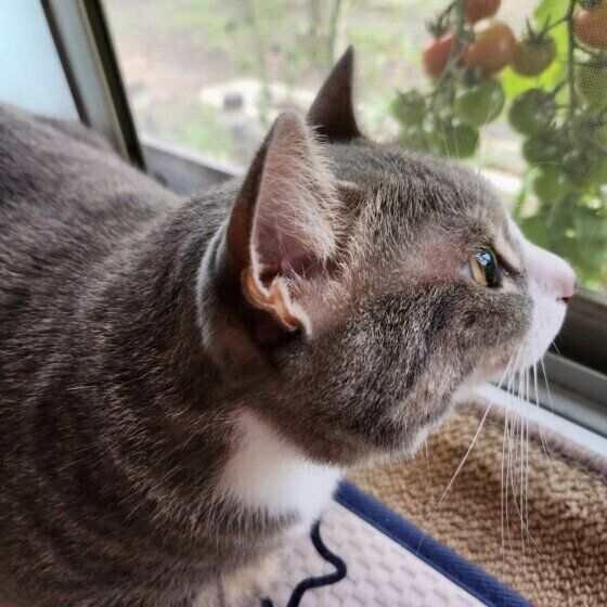 Mix（サバトラ）のみかんちゃん♪