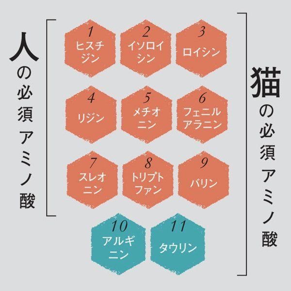 知っておきたい猫の栄養学