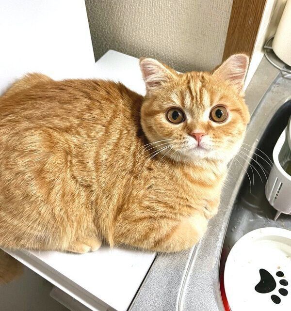 見つめるえだまめくん