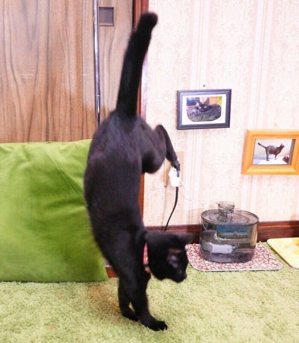 倒立が得意なつくねちゃん