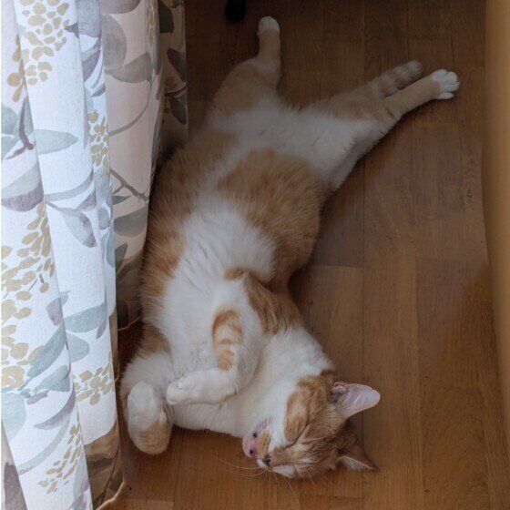 涼しい部屋でくつろぐにじおくん