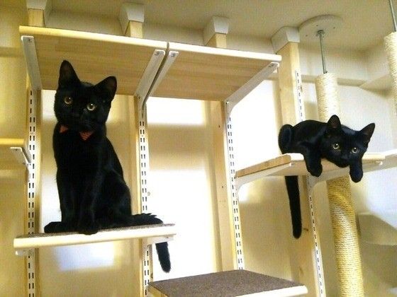 キャットタワー