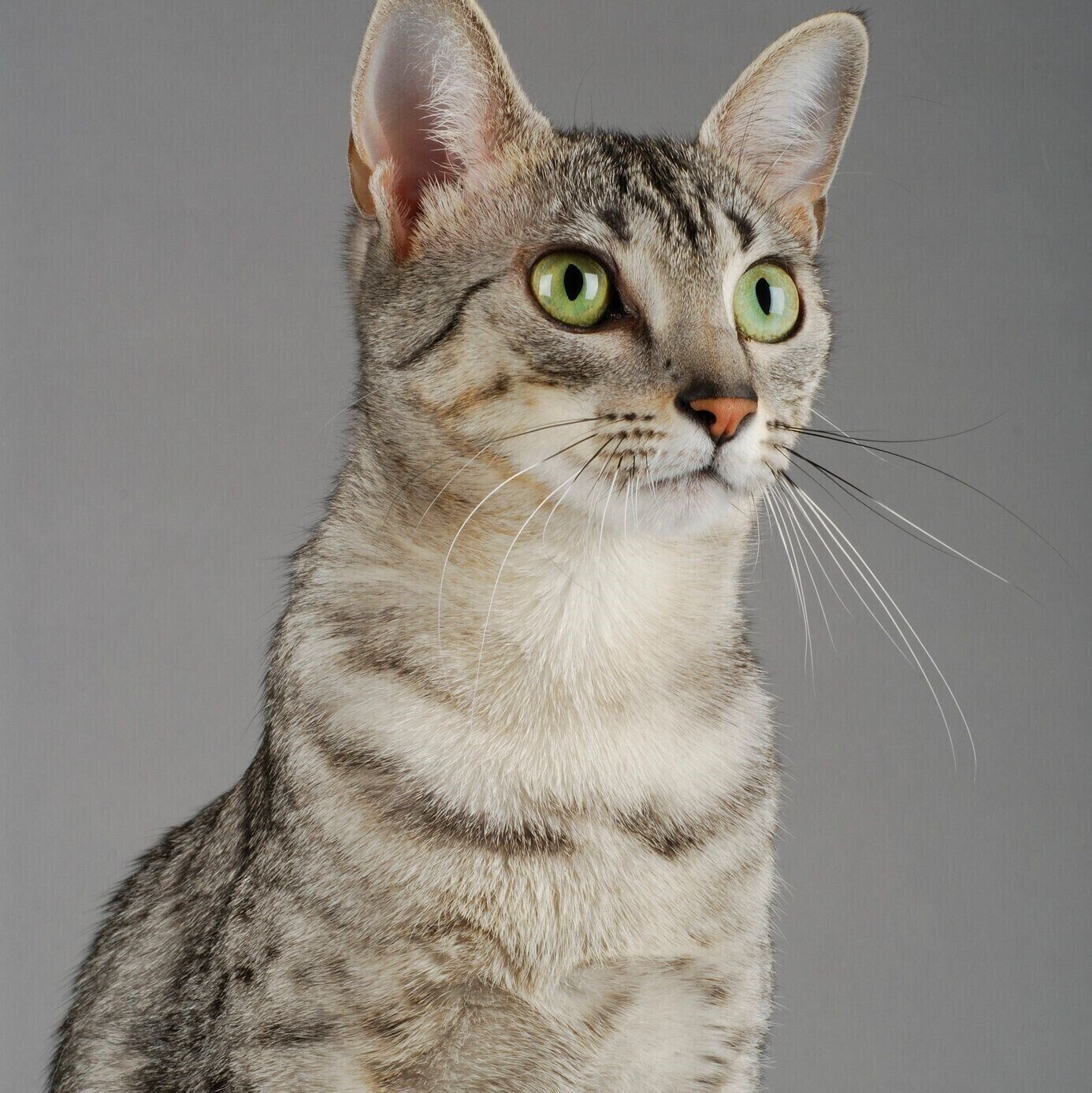 エジプシャン マウの特徴と飼い方 可愛い画像いっぱい ねこのきもち 猫図鑑 ねこのきもちweb Magazine