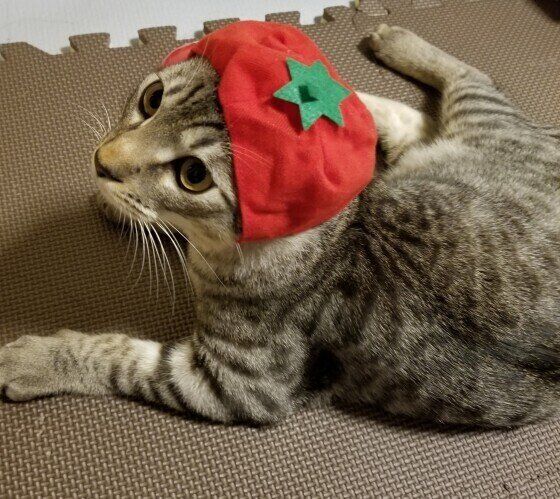 MIXサバトラの凪（ナギ）くん