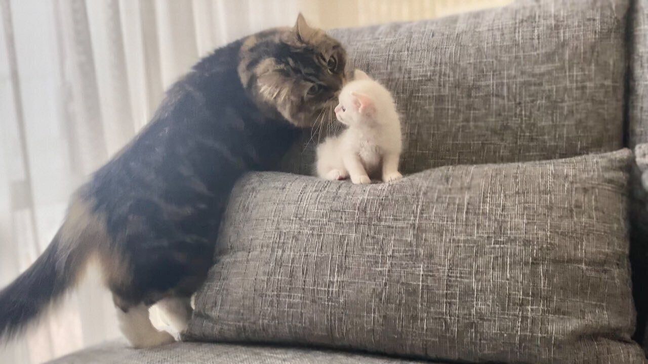 子猫のマオくんとお兄ちゃん猫のメルくん