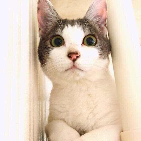 黒白のてんくん