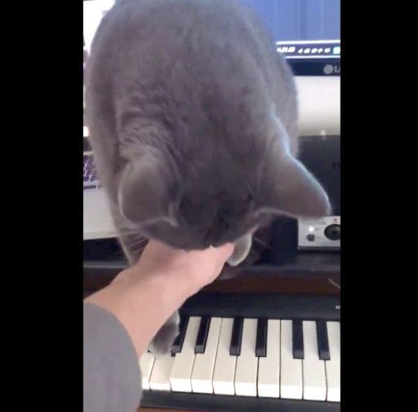 キーボードの上に乗るバーちゃん