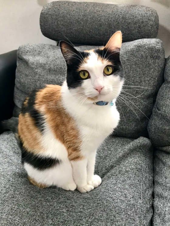 ミケのにこちゃん