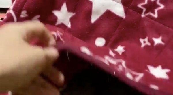 こたつの中にいる麿白ちゃん