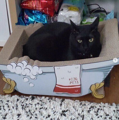 お風呂型の爪とぎでくつろぐゆめちゃん