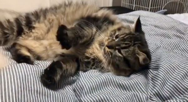 プロレスをするラガマフィンとスコティッシュフォールド