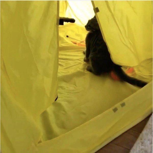 テントでじゃれ合うニャンコ