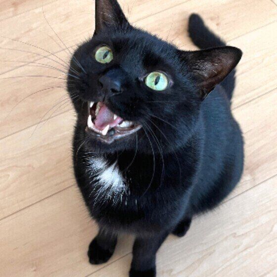 黒猫のくろくん