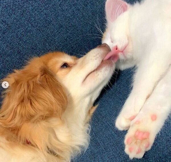 めろんちゃんを舐めるとらちゃん