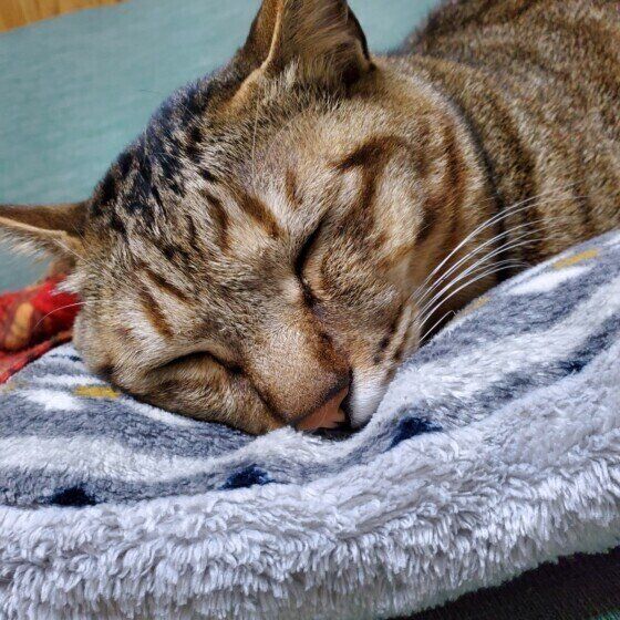 あごをつけて寝るキジトラ猫