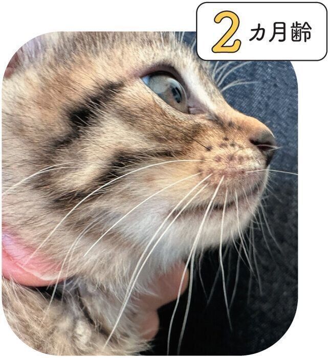 子猫のヒゲ
