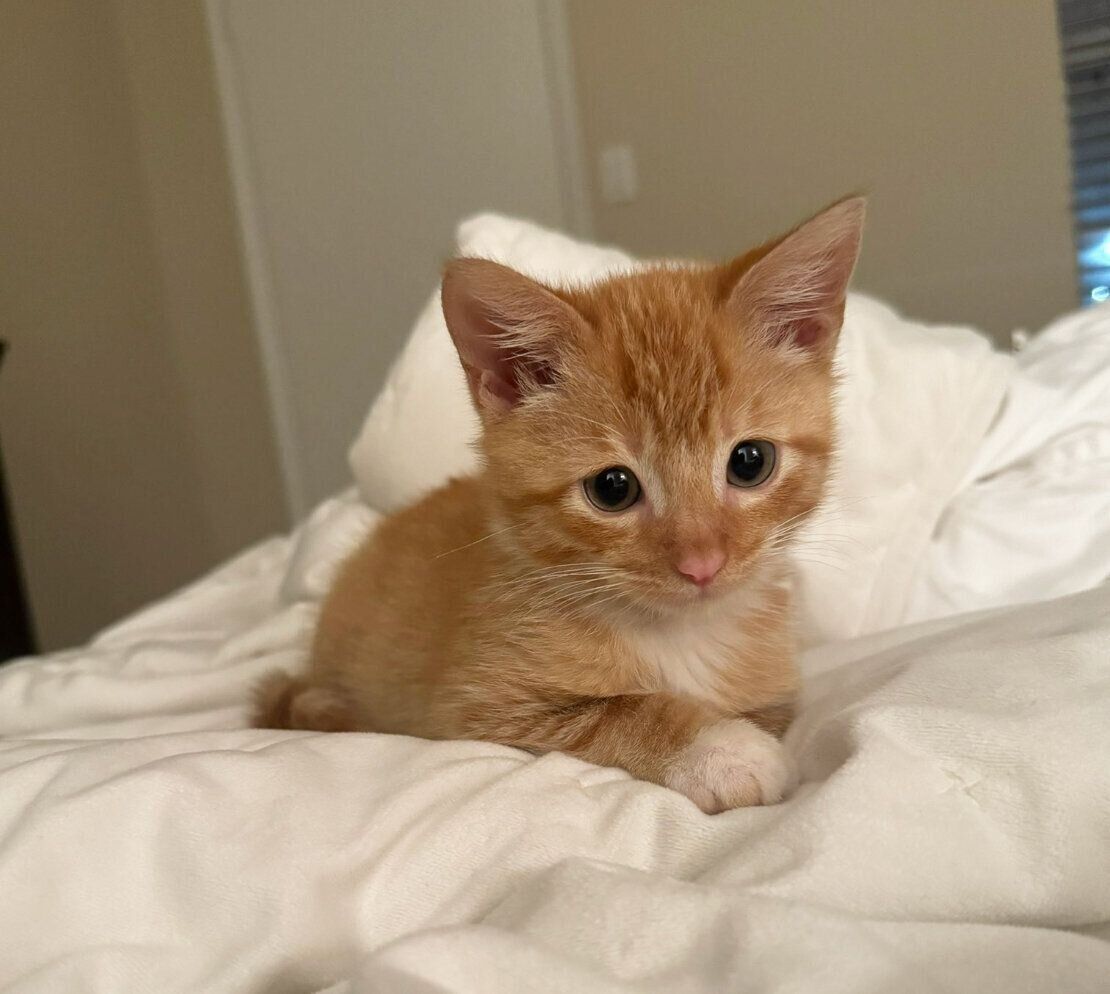 お迎えしたばかりのころのきなこくん