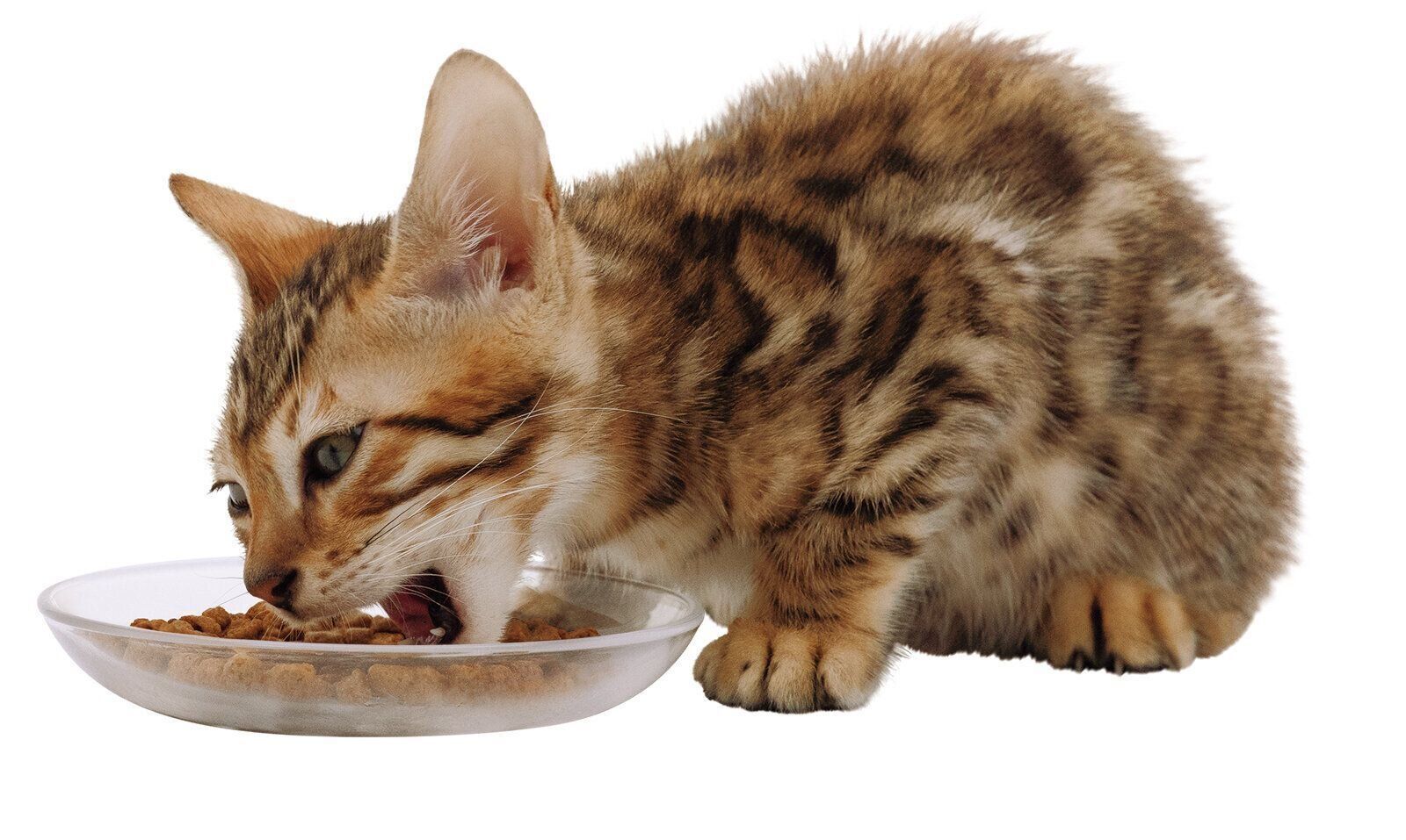 キャンペーンに応募する