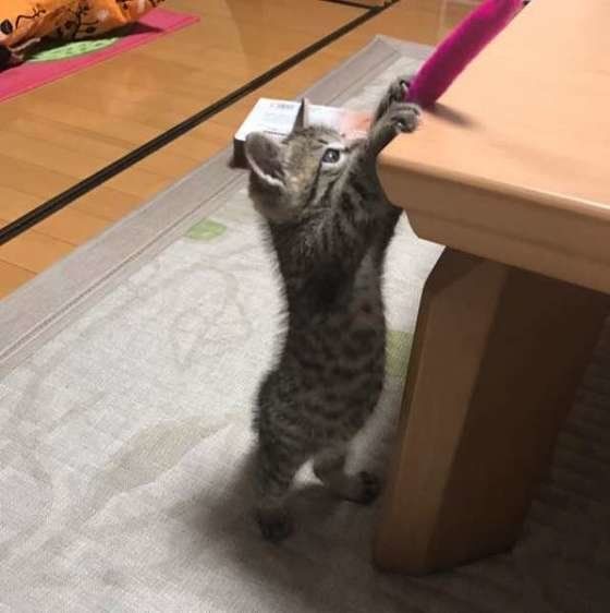 ミープルちゃん  MIX　キジトラ