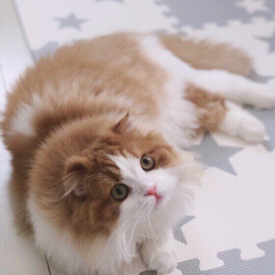 見上げる猫（スコティッシュフォールド、メス）