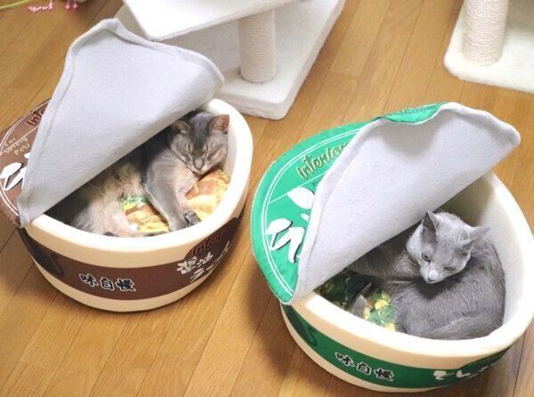 カップ麺型のペットベッドでくつろぐスルメさんと麦ちゃん