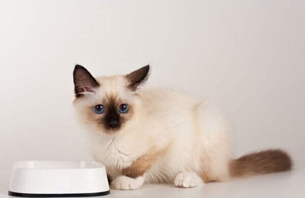 母猫が産んだ子猫を育児放棄 考えられる3つの理由 ねこのきもちweb Magazine