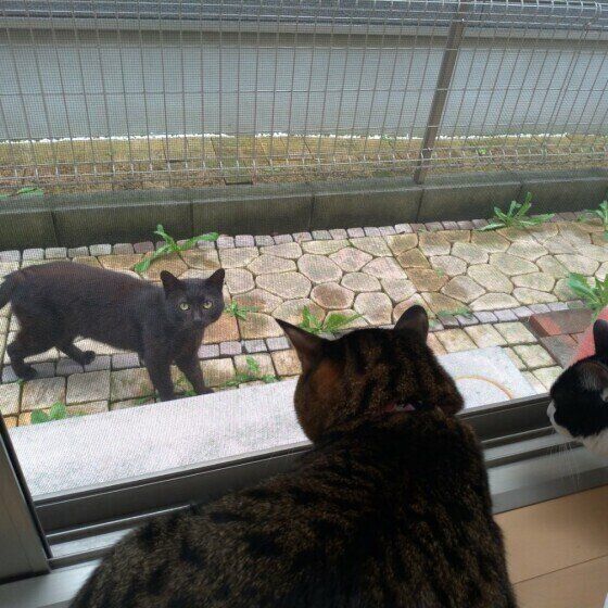 挨拶をする猫たち。ゆうや