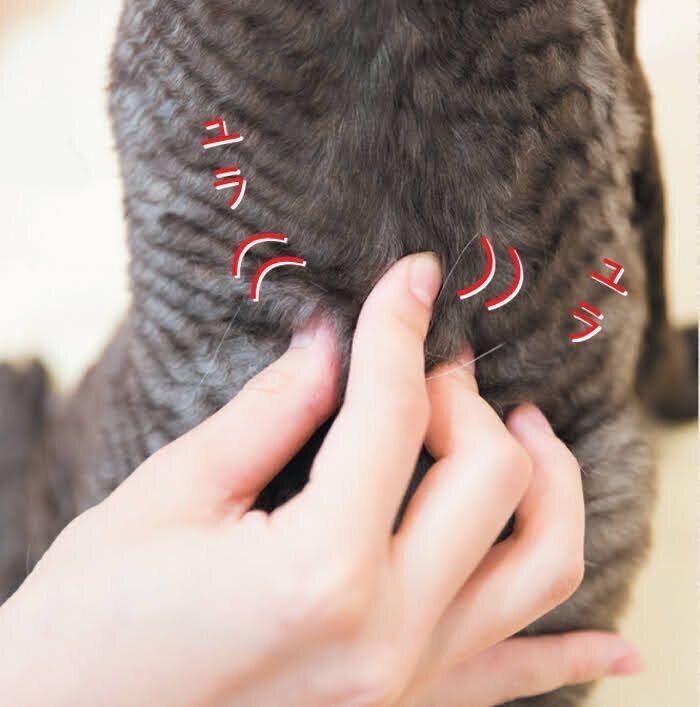 猫の腰の冷えとりマッサージ2