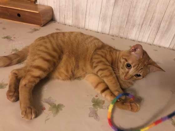 ひも大好き！MIX茶トラのちゃけ