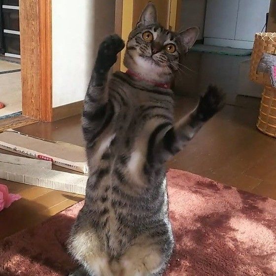 キジトラのガロくん