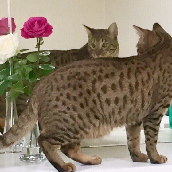 オシキャットのライくん