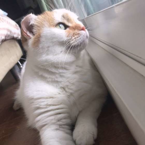 外を見るスコティッシュフォールド