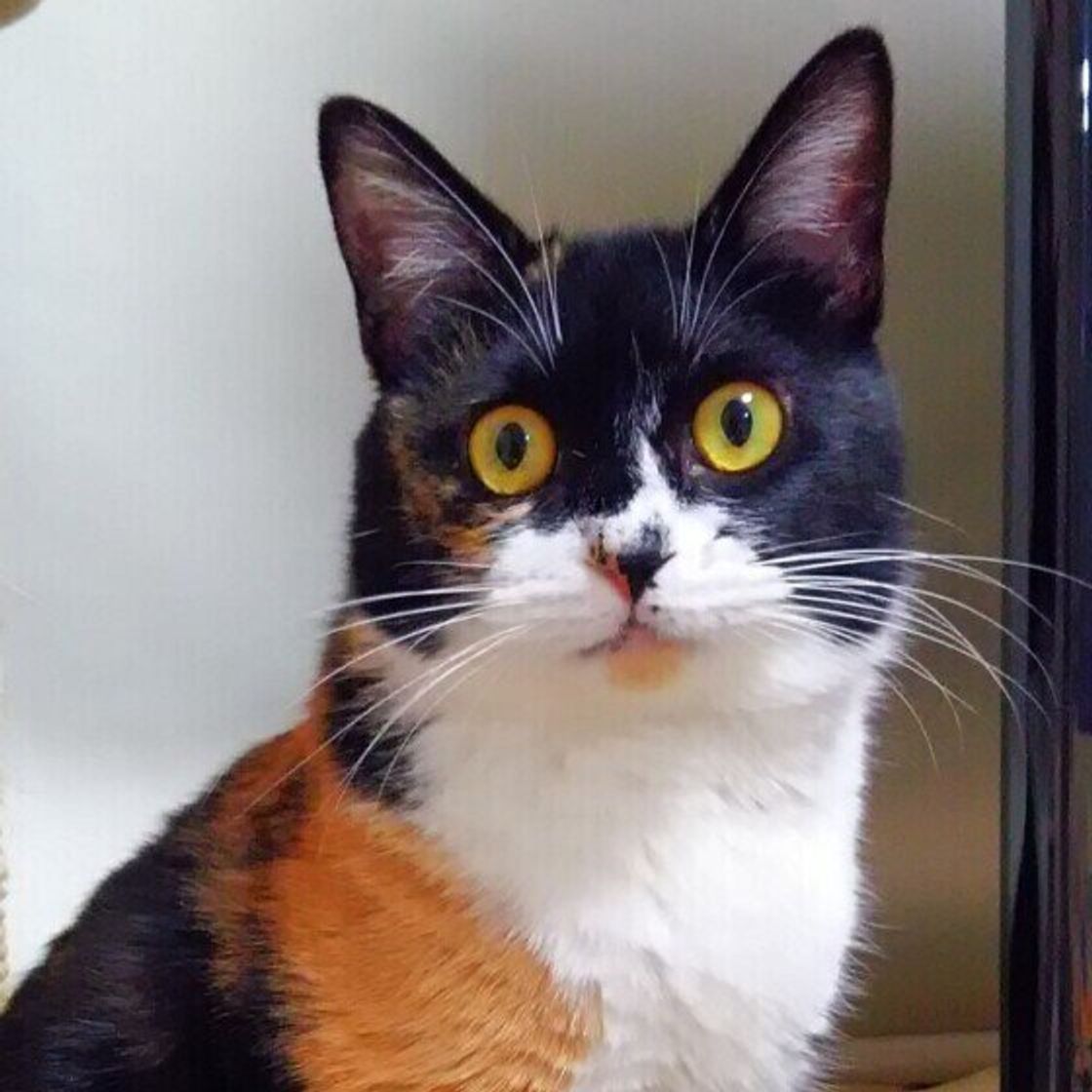 視野が広い 赤が緑に見える 猫には世界がどう見えているか ねこのきもちweb Magazine 視野が広い 赤が緑に見える 猫には世界がどう見えているか ねこのきもちweb Magazine