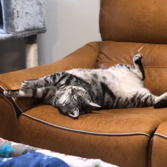 ソファで眠るアメリカンショートヘア