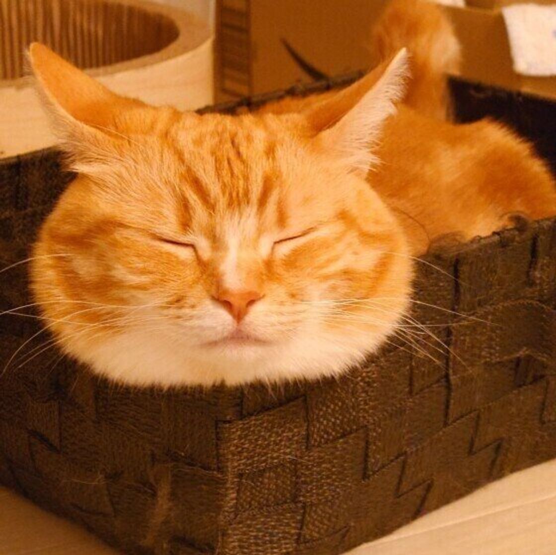 猫は人の言葉を理解している 猫の知能について解説 ねこのきもちweb Magazine 猫は人の言葉を理解している 猫の知能について解説 ねこのきもちweb Magazine